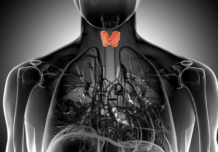 x-ray illustration of the male thyroid gland x-ray illustration of the male thyroid gland
